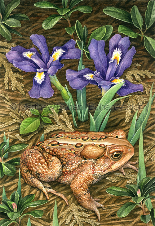 American Toad and Dwarf Lake Iris (Transparent Watercolor on W&N 140lb NCP Paper about 10 x 7 in)