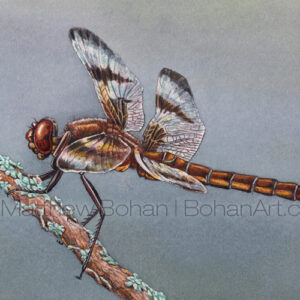 Twelve-spotted Skimmer Dragonfly (Transparent Watercolor on 140lb HP Paper 5 x 7 in) Original Available