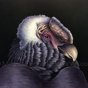 Andean Condor  (Transparent Watercolor on W&N 140lb NCP Paper about 9 x 10 in) Original Available