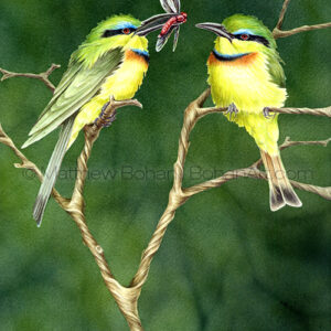 Little Bee-eaters (Transparent Watercolor on W&N 140lb NCP Paper 10 x 14 in) Private Collection