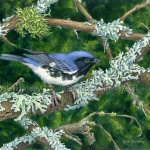 Black-throated Blue Warbler (Transparent Watercolor on W&N 140lb NCP Paper about 10 x 7 in) Original available