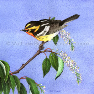 Blackburnian Warbler on Black Cherry (Transparent Watercolor on 140lb HP Paper 7.5 x 7.5 in)