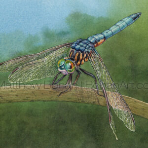 Blue Dasher Dragonfly (Transparent Watercolor on 140lb HP Paper 5 x 7 in) Original painting is available <a href="https://www.etsy.com/listing/80577066/original-watercolor-painting-of-blue?ref=shop_home_active_15">here.</a> 
Prints are available <a href="https://www.etsy.com/listing/87529155/matted-print-of-blue-dasher-dragonfly?ref=shop_home_active_27">here.</a> 
