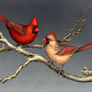 Northern Cardinals (Transparent Watercolor on W&N 140lb NCP Paper 10 x 14 in) Private Collection