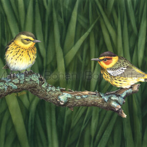 Cape May Warbler (Transparent Watercolor on W&N 140lb NCP Paper 10 x 14 in) Original painting is available <a href="https://www.etsy.com/listing/85625702/original-watercolor-painting-of-cape-may?ref=shop_home_active_30">here.</a> 