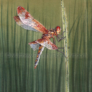 Calico Dragonfly (Transparent Watercolor on 140lb HP Paper 5 x 7 in) Original painting is available <a href="https://www.etsy.com/listing/85570797/original-watercolor-painting-of-calico?ref=shop_home_active_37">here.</a> 
Prints are available <a href="https://www.etsy.com/listing/87531075/matted-print-of-calico-pennant-dragonfly?ref=shop_home_active_23">here.</a> 
