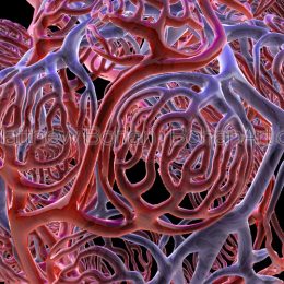 Alveolar Capillary Network (Lightwave3d) images and animation available for licensing