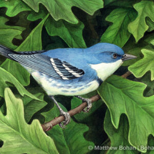 Cerulean Warbler (Transparent Watercolor on 140lb HP Paper 5 x 7 in) Private Collection