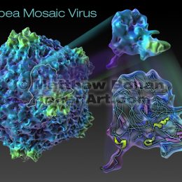 Cowpea Mosaic Virus (Lightwave 3d & PhotoShop)