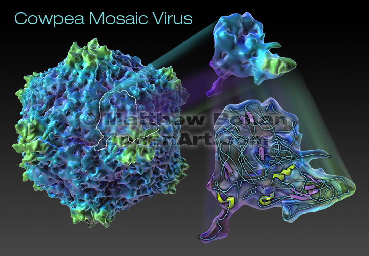 Cowpea Mosaic Virus (Lightwave 3d & PhotoShop)