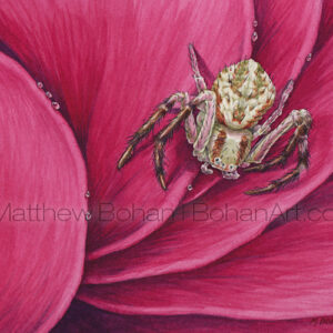 Crab Spider (Transparent Watercolor on 140lb HP Paper 5 x 7 in) Original Available