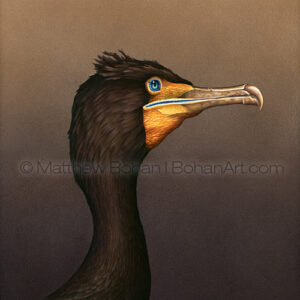 Double-crested Cormorant (Transparent Watercolor on W&N 140lb NCP Paper 10 x 14 in) Original Available