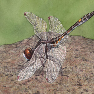Dot-tailed Whiteface Dragonfly (Transparent Watercolor on 140lb HP Paper 5 x 7 in) Original painting is available <a href="https://www.etsy.com/listing/80633209/original-watercolor-painting-of-dot?ref=shop_home_active_14">here.</a> 
Prints are available <a href="https://www.etsy.com/listing/87529556/matted-print-of-dot-tailed-whiteface?ref=shop_home_active_26">here.</a> 