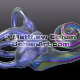 Inner Ear (Images and animation available for licensing)