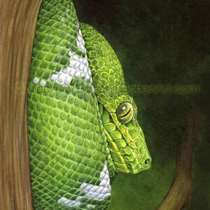 Emerald Tree Boa (Transparent Watercolor on 140lb HP Paper 5 x 7 in) Original available