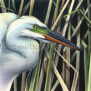 Great Egret (Transparent Watercolor on Illustration Board 10 x 14 in)