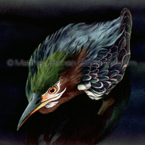 Green Heron Hunting (Transparent Watercolor on 140lb HP Paper about 8 x 8 in) Original Available