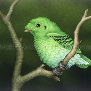 Green Broadbill (Transparent Watercolor on W&N 140lb NCP Paper 10 x 14 in) Private Collection