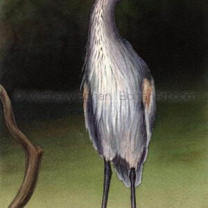 Great Blue Heron DIA (Transparent Watercolor on 140lb HP Paper about 5 x 10 in) Original Available
