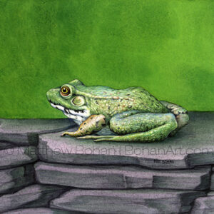Green Frog (Transparent Watercolor on 140lb HP Paper about 7 x 7 in)