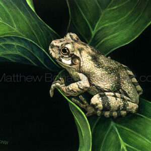 Gray Treefrog (Transparent Watercolor on 140lb HP Paper 5 x 7 in)