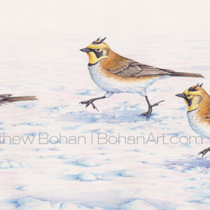 Horned Larks Running (Transparent Watercolor on Arches 140lb HP Paper 9.25 x 24 in)