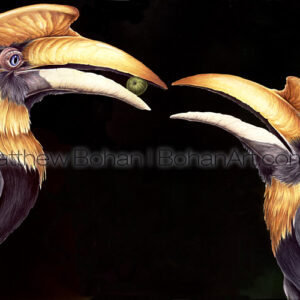 Indian Hornbills Buceros bicornis (Transparent Watercolor on Arches 140lb HP Paper 18 x 24 in) NFS