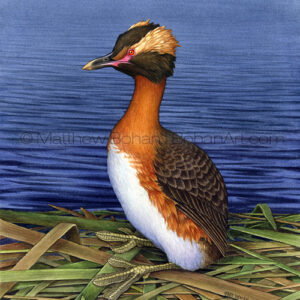 Horned Grebe (Transparent Watercolor on W&N 140lb NCP Paper 10 x 14 in) Original available