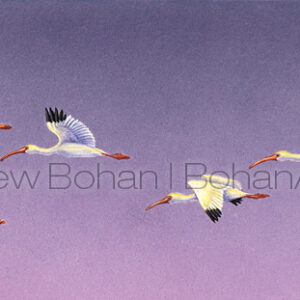 Ibis Flock on Purple (Transparent Watercolor on W&N 140lb NCP Paper 6.5 x 14 in) Private Collection