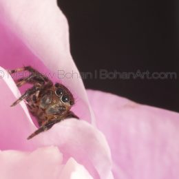 Euophyinae Jumping Spider