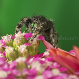 Daring Jumping Spider Phidippus audax