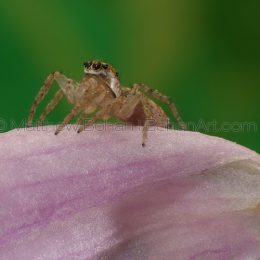 Female Dipmorphic Jumping Spider