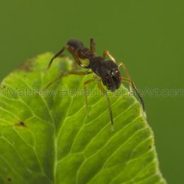Ant Mimic Jumping spider Synemosyna sp. ?