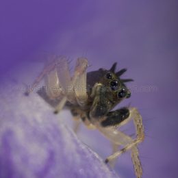 Dimorphic Jumping Spider Dark Morph Male