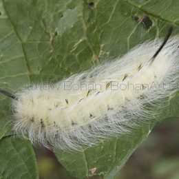 Spotted apatalodes Moth Caterpillar
