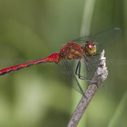 Ruby Meadow Hawk Dragonfly
