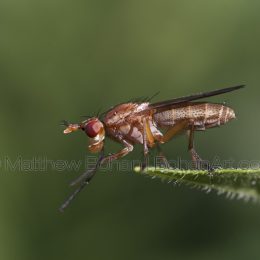 Marsh Fly
