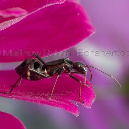 Ant-mimic Broad-headed Bug