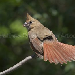 Juvenile Northern Cardinal