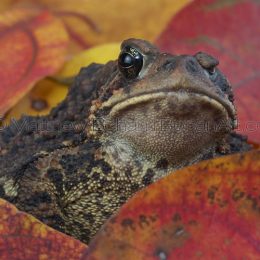One-eyed American Toad