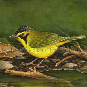 Kentucky Warbler (Transparent Watercolor on 140lb HP Paper 5 x 7 in) Original Available