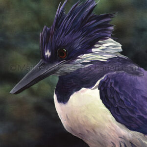 Perched Belted Kingfisher (Transparent Watercolor on Arches 140lb HP Paper 18 x 24 in) NFS