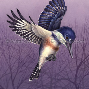 Flying Belted Kingfisher (Transparent Watercolor on Arches 140lb HP Paper 10 x 14 in) Private Collection