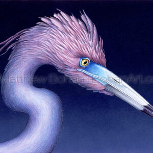 Little Blue Heron  (Transparent Watercolor on W&N 140lb NCP Paper 10 x 14 in)