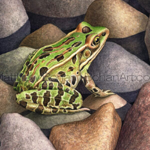 Northern Leopard Frog (Transparent Watercolor on 140lb HP Paper 5 x 7 in)