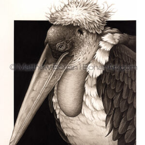 Marabou Stork (Transparent Watercolor on W&N 140lb NCP Paper 10 x 14 in) Private Collection