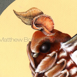 Atlas Moth Closeup (Gouache cropped  from 8 x 10in)