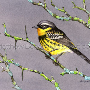 Magnolia Warbler (Transparent Watercolor on W&N 140lb NCP Paper about 10 x 7 in) Original Available