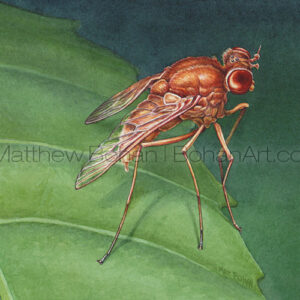 Marsh Fly (Transparent Watercolor on 140lb HP Paper 5 x 7 in) Original Available