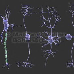 Neuron Types (images available for licensing)